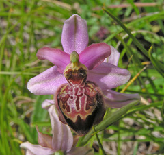 Ophrys sphegodes aveyronensis