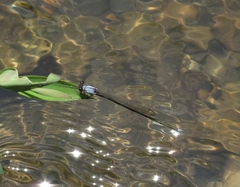 Pseudagrion pruinosum