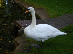 Cygnus olor