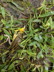 Geothlypis trichas