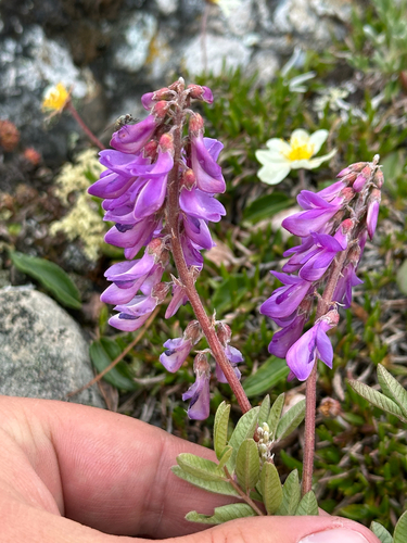 alpine sweetvetch