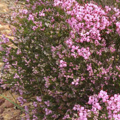 Erica umbellata