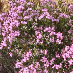 Erica umbellata