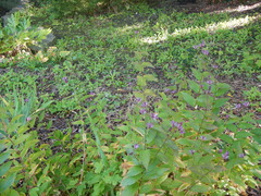 Tricyrtis