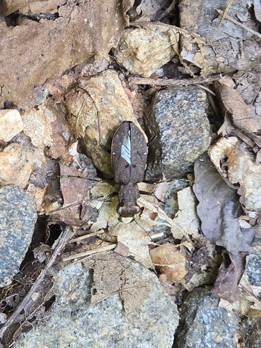 Palmetto Trail: Blue Wall Passage