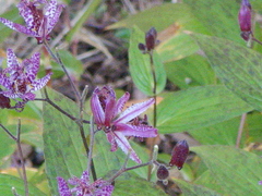 Tricyrtis