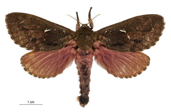 Dumbletonius unimaculatus