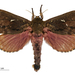 Dumbletonius unimaculatus - Photo (c) Birgit E. Rhode, Landcare Research New Zealand Ltd., some rights reserved (CC BY)