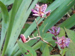 Tricyrtis