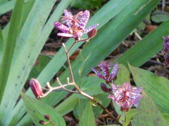 Tricyrtis