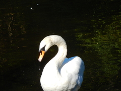 Cygnus olor