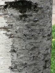 Betula pendula