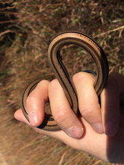 Ophisaurus attenuatus