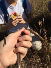 Ophisaurus attenuatus