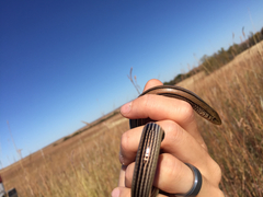 Ophisaurus attenuatus