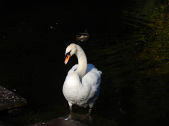 Cygnus olor