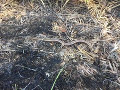 Ophisaurus attenuatus