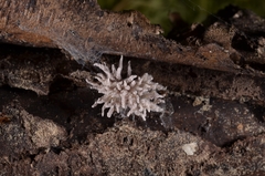 Gibellula leiopus