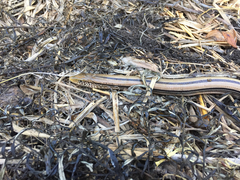 Ophisaurus attenuatus