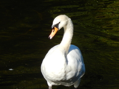 Cygnus olor