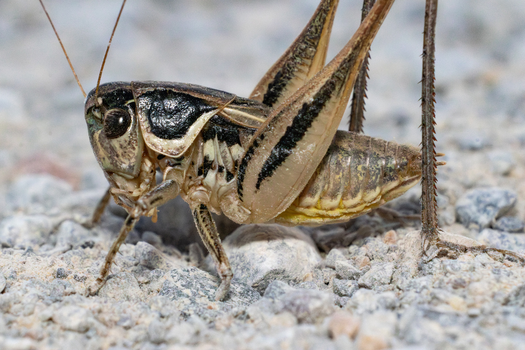 Incertana decorata
