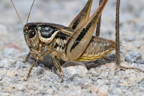 Incertana decorata