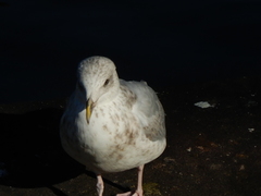 Larus argentatus