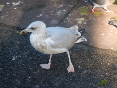 Larus argentatus