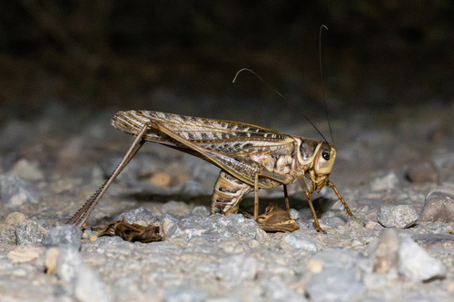 White-faced Bush-cricket, Córdoba, España, photo 6 of 10