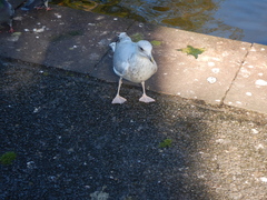Larus argentatus