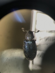 Necrobia violacea