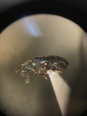 Necrobia violacea