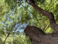 Prosopis glandulosa