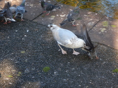 Larus argentatus