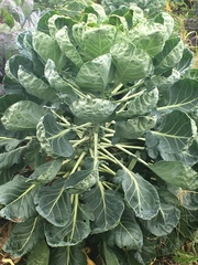 Brassica oleracea gemmifera