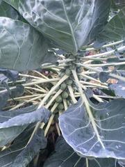Brassica oleracea gemmifera