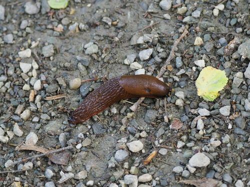 Arion vulgaris