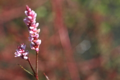Persicaria segetum