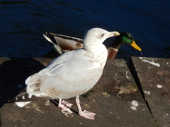 Larus argentatus