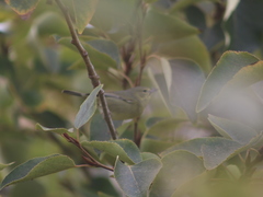Leiothlypis celata sordida