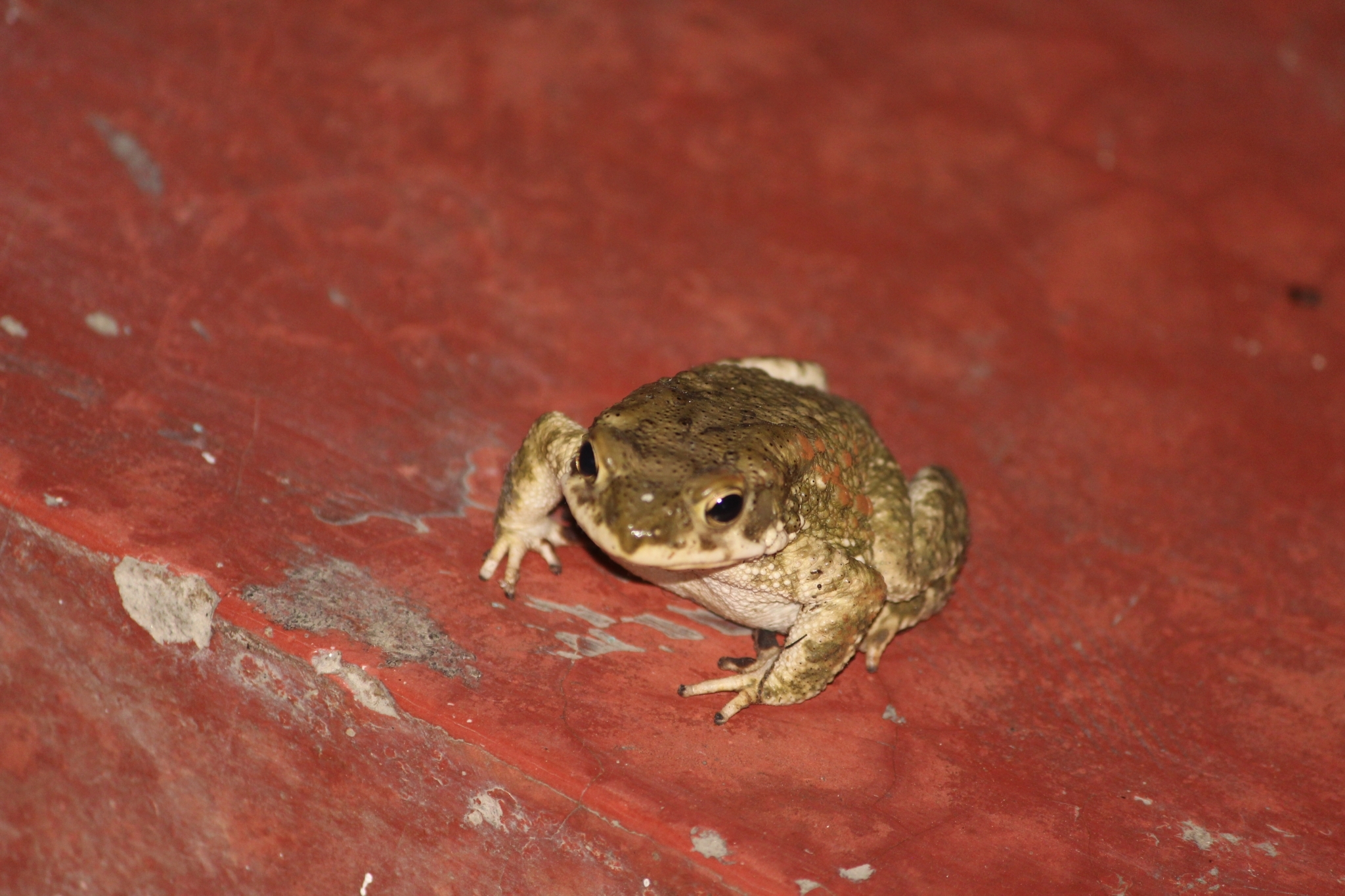 Indian Common True Toad
