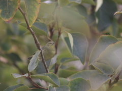 Leiothlypis celata sordida