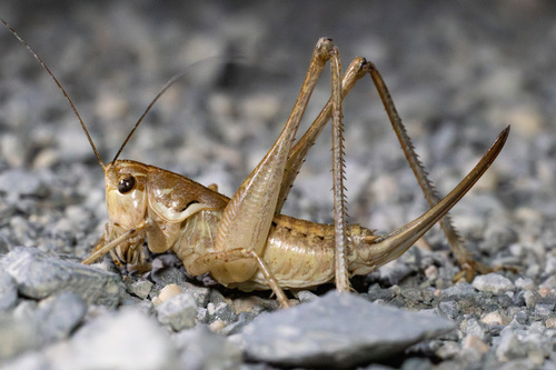 Cordoba Bush-cricket