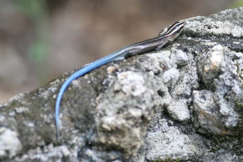 Azure-tailed Skink