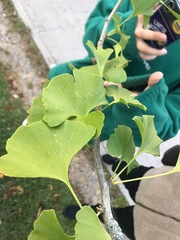 Ginkgoaceae