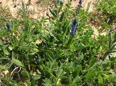 Lupinus micranthus