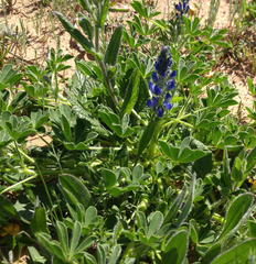 Lupinus micranthus