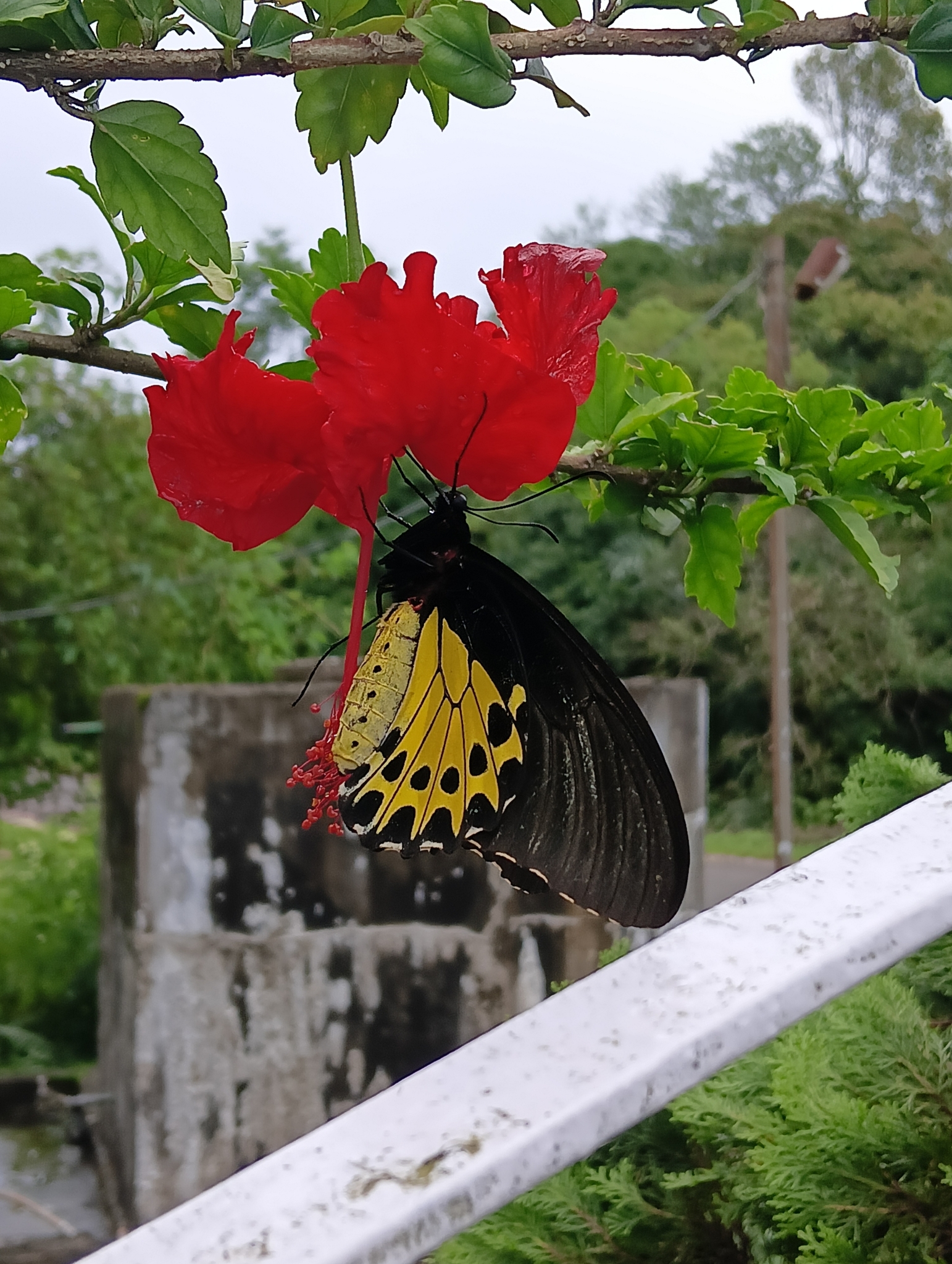 Common Birdwing