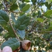 Quercus agrifolia agrifolia - Photo (c) Belinda Lo,  זכויות יוצרים חלקיות (CC BY-NC-SA)