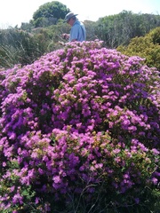 Lampranthus stipulaceus